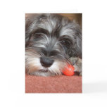 puppy love greeting cards