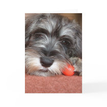 puppy love cards by cARTerART puppy love cards
