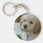 Puppy Love - Cute MaltiPoo Dog Photo Key Chain