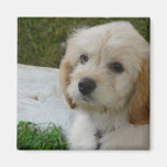 Puppy Love - Cute MaltiPoo Dog Photo Magnets