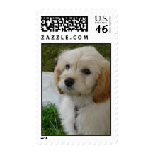 Puppy Love - Cute MaltiPoo Dog Photo Postage Stamps