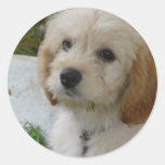 Puppy Love - Cute MaltiPoo Dog Photo Round Sticker