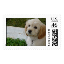 Puppy Love - Cute MaltiPoo Dog Photo Stamps