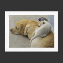 Puppy Love - Labrador and Mixed breed Puppy postcards