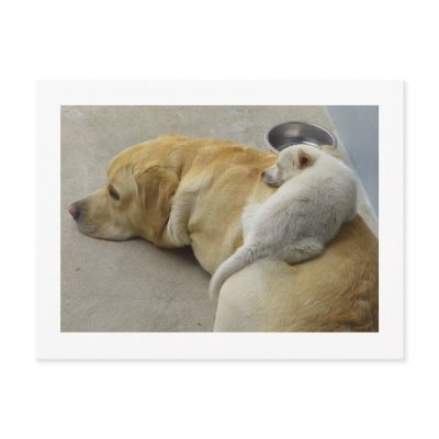 Puppy Love - Labrador and Mixed breed Puppy Post Cards