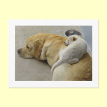 Puppy Love - Labrador and Mixed breed Puppy postcards