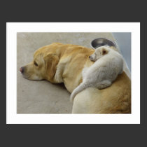Puppy Love - Labrador and Mixed breed Puppy postcards