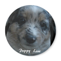 Puppy Love magnets