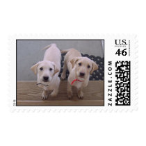 Puppy Love postage