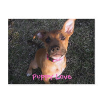 Puppy Love postcard