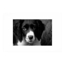 Puppy Love posters