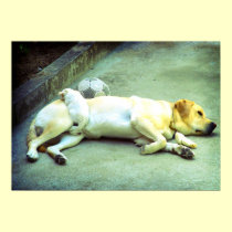 Puppy Love posters
