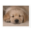 Puppy Love. Poster by cARTerART posters by cARTerART Puppy Love. Poster by cARTerART posters