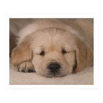 Puppy Love. Poster by cARTerART posters by cARTerART Puppy Love. Poster by cARTerART posters