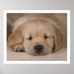 Puppy Love. Poster by cARTerART