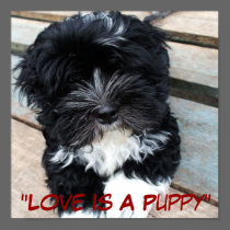 "Puppy Love" poster by Zoltan Buday posters