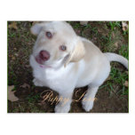 Puppy Love Yellow Labrador Retriever Postcards