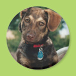 Puppy Fridge Magnets