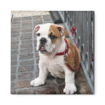puppy magnets by DonnaGrayson_Photos puppy magnets
