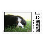 Puppy Mia Postage postage