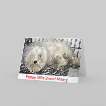 Puppy Mills Breed Misery Card