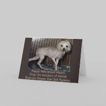 Puppy Mills Breed Misery Card