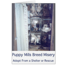 Puppy Mills Breed Misery Card
