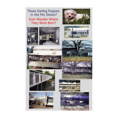 Puppy Mills Breed Misery Poster print