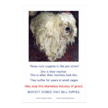 Puppy Mills Breed Misery Poster posters by Prisonersofgreed Puppy Mills Breed Misery Poster posters