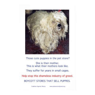Puppy Mills Breed Misery Poster by Prisonersofgreed