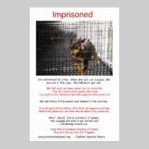 Puppy Mills Breed Misery Poster posters