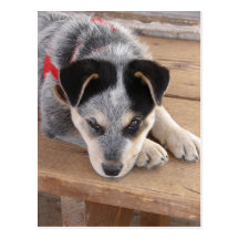 Puppy Mischief Post Cards