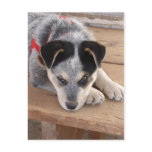 Puppy Mischief postcards