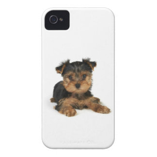 Puppy of the Yorkshire Terrier iPhone 4 Covers