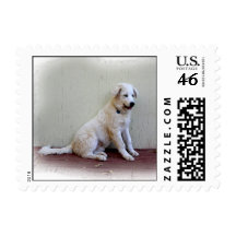Puppy on Porch Postage Stamp