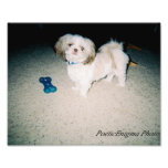 Puppy Photograph Print photography