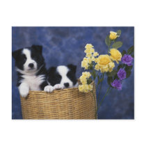Puppy Picture postcards