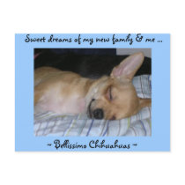 Puppy post card postcards