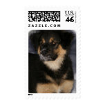 Puppy Postage Stamps