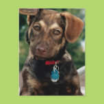 Puppy Postcards