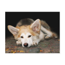 Puppy postcards