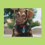 Puppy Post Cards