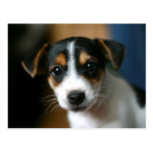 Puppy Postcard - Jack Russell Terrier