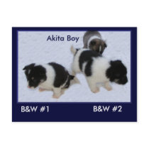 Puppy Postcards #0 by Petcetera Puppy Postcards #0