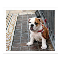puppy posters by DonnaGrayson_Photos puppy posters