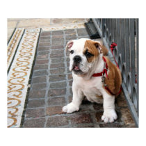 puppy posters by DonnaGrayson_Photos puppy posters