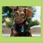 Puppy Poster