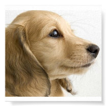 Puppy Poster posters