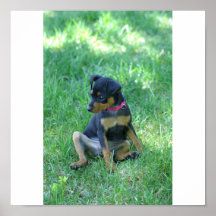 puppy posters