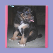 Puppy raspberry magnet magnets